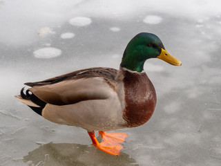 Male mallard duck  on a frozen lake.