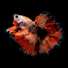 Fototapeta premium Betta fish Fight in the aquarium