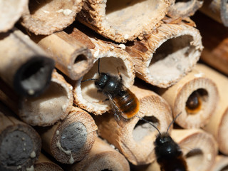 Mason bees at an insect hotel