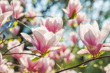 Magnolia sulange pink. Botanical Garden . Magnolia tree with large light green leaves and cupped large flowers. In the evening, magnolias close in bud.