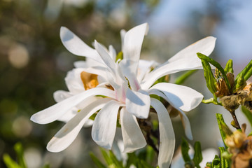 Blooming star magnolia (magnolia stellata) in the botanical garden. Translation of the word on nameplate: 
