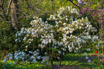 Fototapeta na wymiar Blooming star magnolia (magnolia stellata) in the botanical garden. Translation of the word on nameplate: 