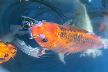 Fancy carp swimming in a pond. Fancy Carps Fish or Koi Swim in Pond, Movement of Swimming and Space.