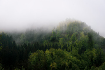 Hill with forest