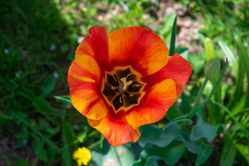 Obraz premium Red tulip in the garden