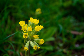 Primula Veris or Cowslip in the garden