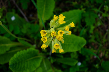 Primula Veris or Cowslip in the garden