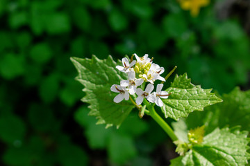 Lantana flowers in the garden
