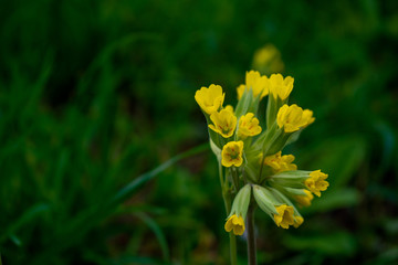 Primula Veris or Cowslip in the garden