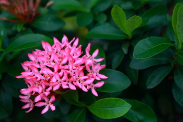 Pink ixora blossom
