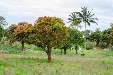 Fototapeta na wymiar Colorful Young Leaves Of Mango Trees