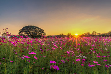 beautiful sunset landscape in pink cosmos flower field at Jim thompson farm