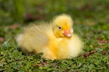 A beautiful cute baby fluffy yellow gosling resting by the side of a lake in the spring sunshine.  Taken in Cardiff, South Wales, UK