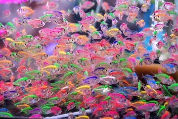 School of colorful Siamese glass-fishes