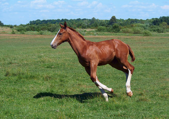 The chestnut foal with white legs gallops on a meadow