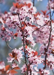 Fototapeta premium fruit trees are blooming in spring
