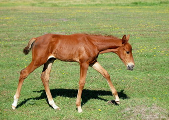 The chestnut foal widely walks on a green lawn