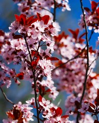 fruit trees are blooming in spring