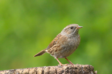 A British bird Dunnock (Prunella modularis) perched on a branch.  Taken at Forest Farm Nature Reserve, Cardiff, South Wales, UK 