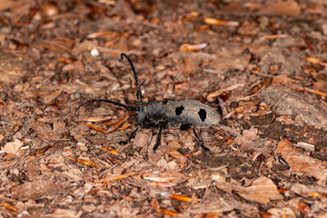 Morinus funereus (Endangered beetle Morinus funereuson forest floors)