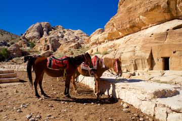 Petra horses in Jordan in Asia