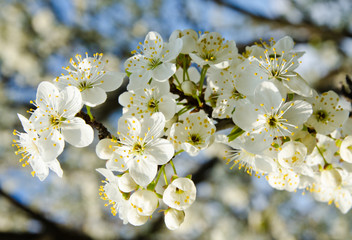 Cherry apple blossoms and blue sky Spring flowers