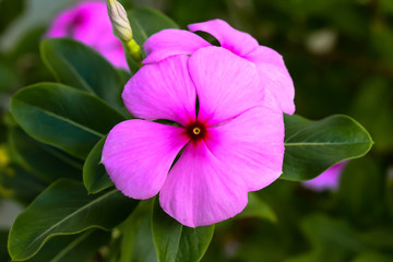 Grass flower see no value But carries a natural beauty.
