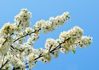 Cherry apple blossoms and blue sky Spring flowers