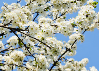 Cherry apple blossoms and blue sky Spring flowers