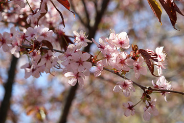 Cherry blossom in spring. Pink sakura flowers on a branch against blue sky, romantic background