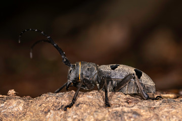 Morinus funereus (Endangered beetle Morinus funereuson forest floors)