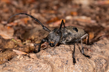 Morinus funereus (Endangered beetle Morinus funereuson forest floors)