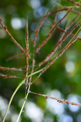 Grass flower see no value But carries a natural beauty.