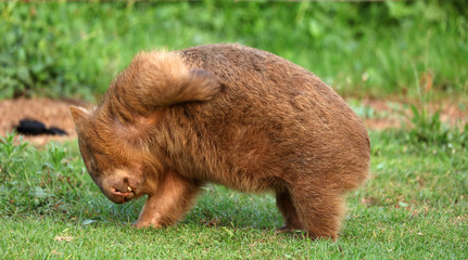 Wombat beim Grasen