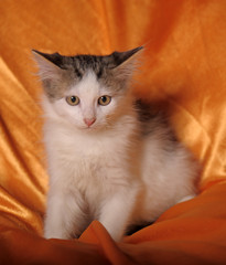 small cute white with a gray kitten on an orange background