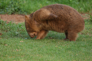 Fototapeta premium Wombat beim Grasen