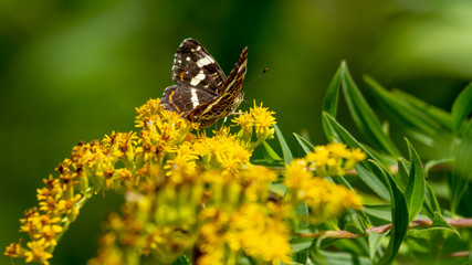 Sommerform eines Landkärtchen beim Nektar sammeln uf einer gelben Blume 