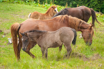 horses in nature. beautiful horses