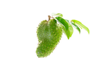 Annona muricata Fruit Green fresh White background