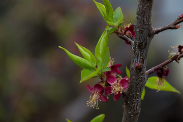 A branch of a tree on the background of a blurred forest