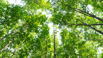 Fototapeta premium mangrove growing big root plant