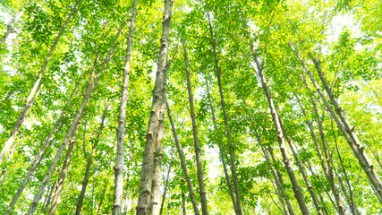 Obraz premium mangrove growing big root plant