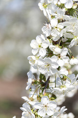 A branch of a tree with flowers against the sky