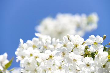 A branch of a tree with flowers against the sky