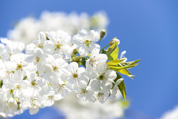 A branch of a tree with flowers against the sky