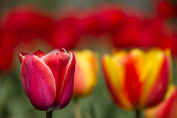 Photo of a flower on a background of blurry tulips