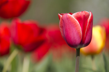 Photo of a flower on a background of blurry tulips