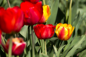 Photo of a flower on a background of blurry tulips