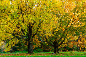 Fototapeta premium Kolory jesieni