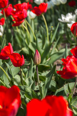 Photo of a flower on a background of blurry tulips
